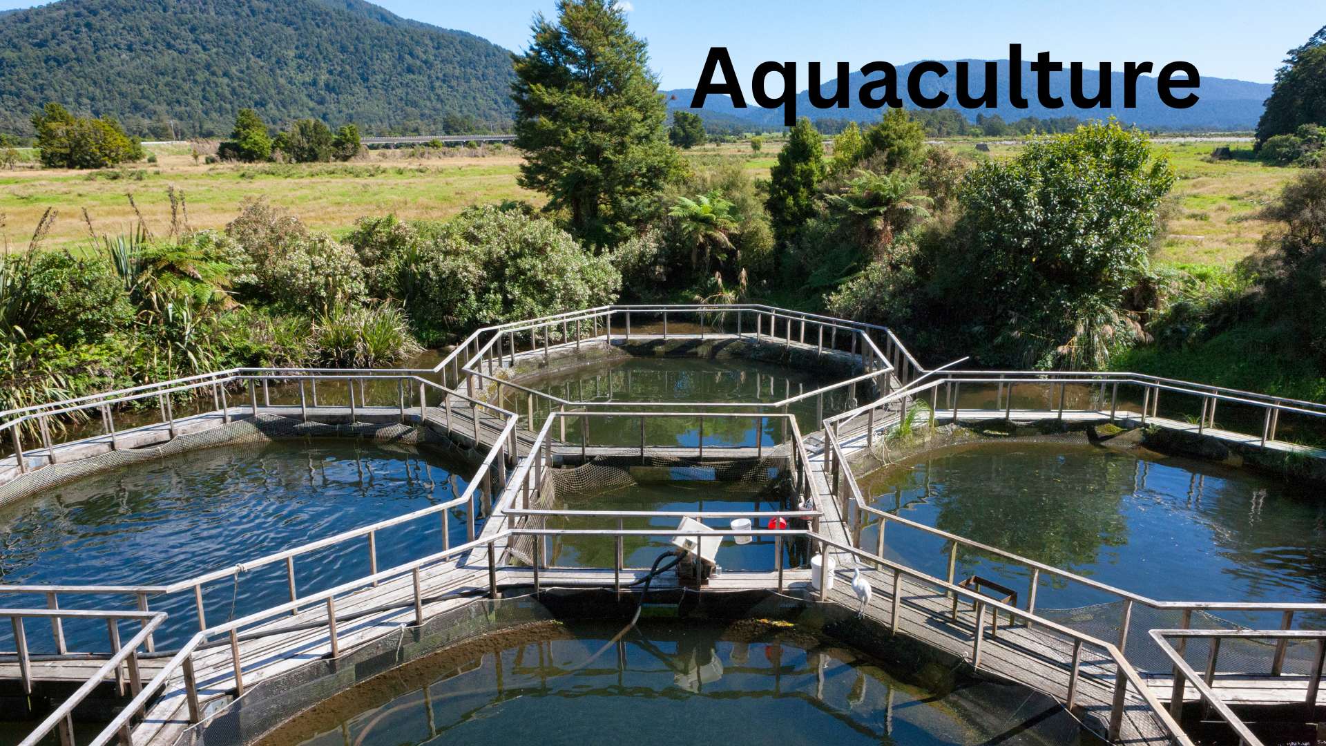 Aquaculture