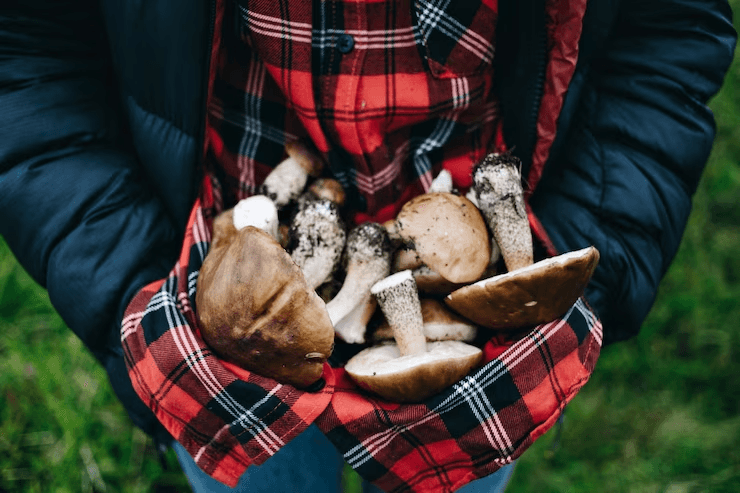 Mushroom Cultivation