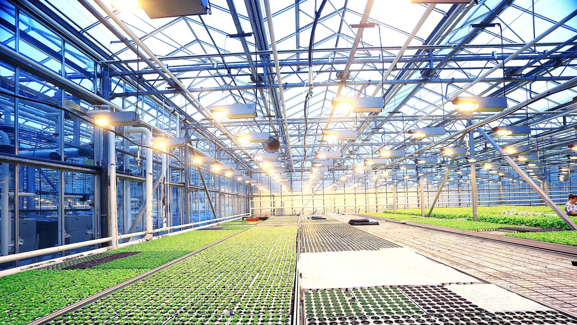 Greenhouse Grow Lights Commercial